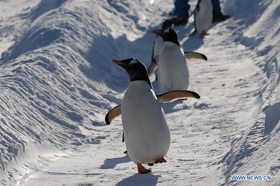 Pingüinos juegan al aire libre en el Parque Temático Mundo Polar de Harbin, Heilongjiang, 24 de diciembre del 2018. (Foto: Xinhua/ Cao Jiyang)