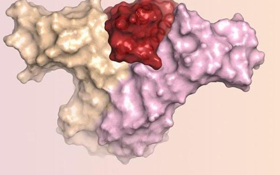Proteínas de laboratorio producen células T que atacan el cáncer