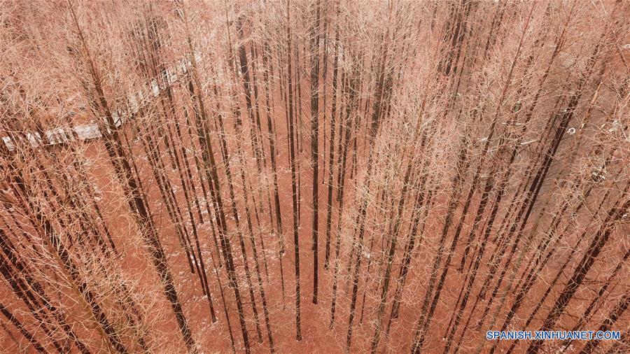 Vista aérea del paisaje de un bosque tras nevada en Jiangsu