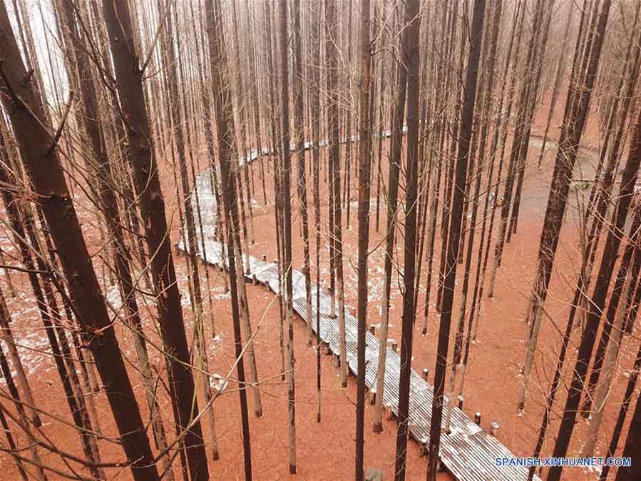 Vista aérea del paisaje de un bosque tras nevada en Jiangsu