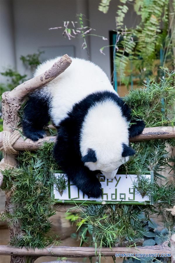 Panda gigante celebra primer cumpleaños en Zoológico Nacional de Malasia