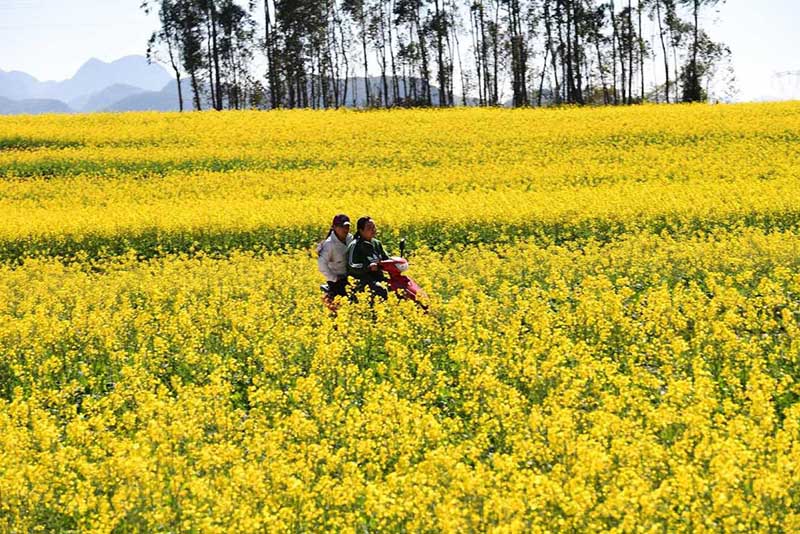 Los residentes locales viajan en motocicleta en una carretera rodeada de flores de colza. [Foto por Mao Hong / para chinadaily.com.cn]