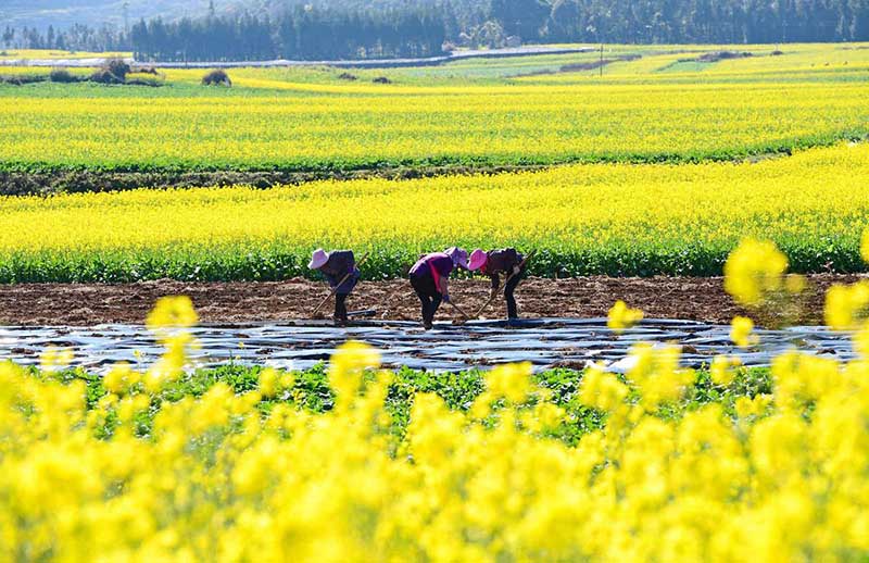 Los agricultores trabajan en una parcela rodeada de flores de colza. [Foto por Mao Hong / para chinadaily.com.cn]