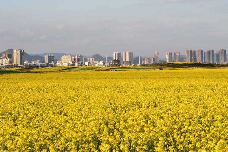 Los edificios altos y las montañas contrastan con un hermoso campo en el condado Luoping, que se volvió amarillo debido a la floración de las flores de colza en la provincia de Yunnan, suroeste de China. [Foto por Mao Hong / para chinadaily.com.cn]