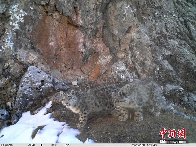 Las cámaras infrarrojas muestran animales poco comunes en la Reserva Nacional Sanjiangyuan de China