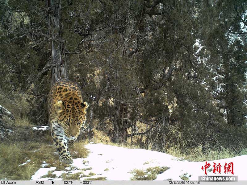 Las cámaras infrarrojas muestran animales poco comunes en la Reserva Nacional Sanjiangyuan de China