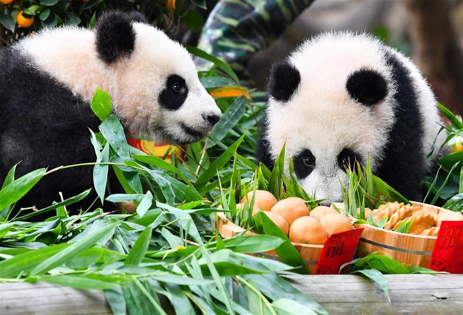 Cachorros de panda gigante en Guangdong