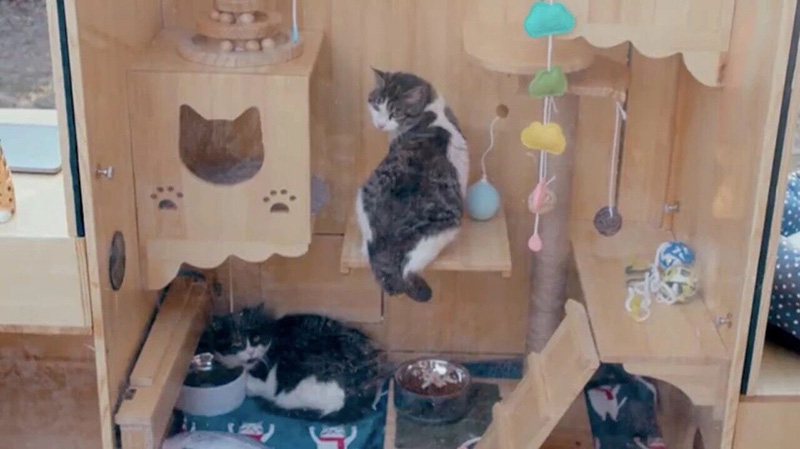 El primer refugio para gatos de la IA en el mundo. (Foto: Baidu)
