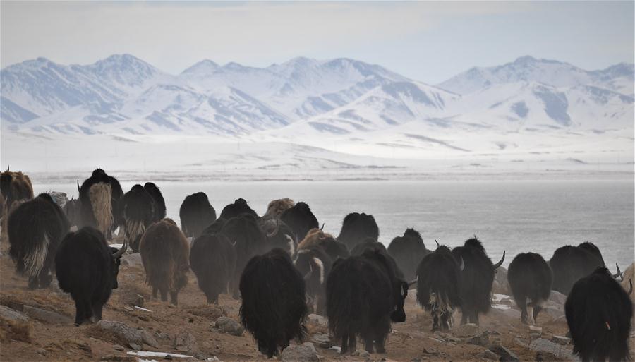 Sitio de reasentamiento de pastores en el Tíbet