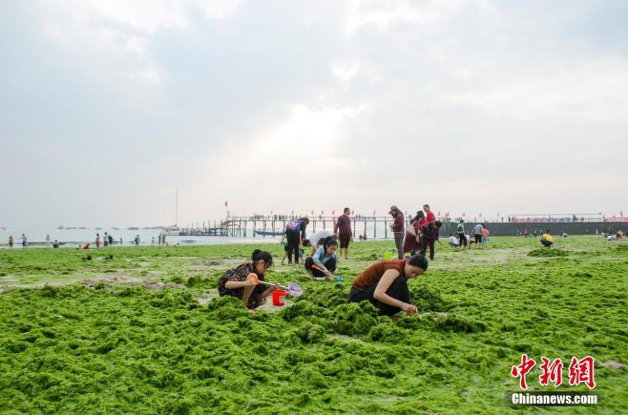 Enormes algas cubren la playa de una ciudad meridional de China