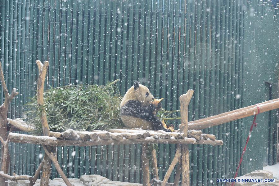 Panda gigante en nevada en Zoológico de Beijing