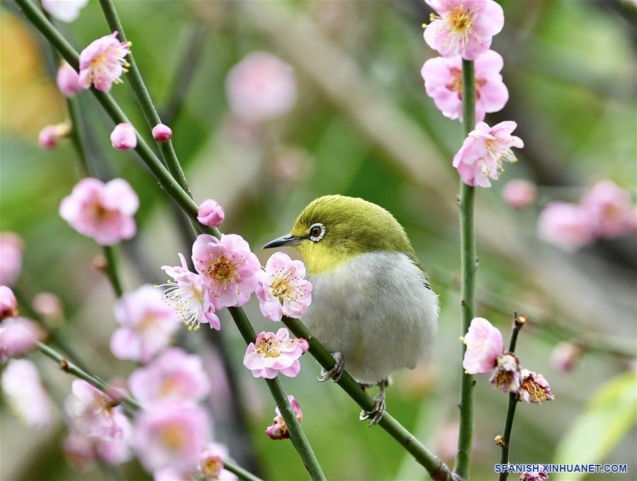 Aves y flores en Fuzhou