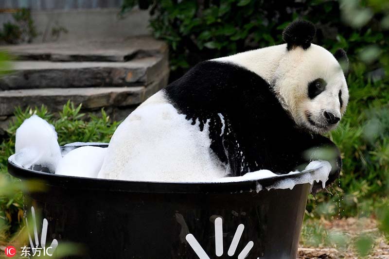 El panda Wang Wang disfruta de un baño de burbujas