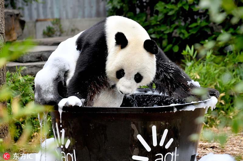 El panda Wang Wang disfruta de un baño de burbujas