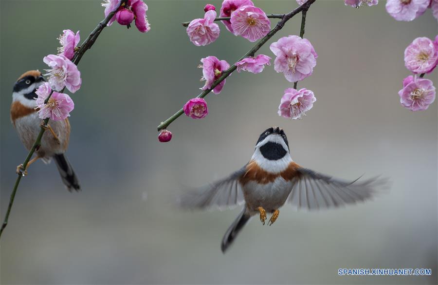 Pájaros y flores de ciruelo en Wuxi, Jiangsu