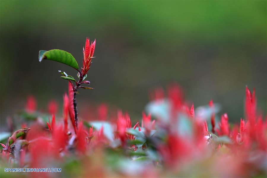 Vista de las hojas de primavera en el parque urbano Tongxin en Bijie, Guizhou