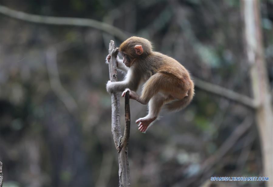 Macacos en Zhangjiajie, Hunan