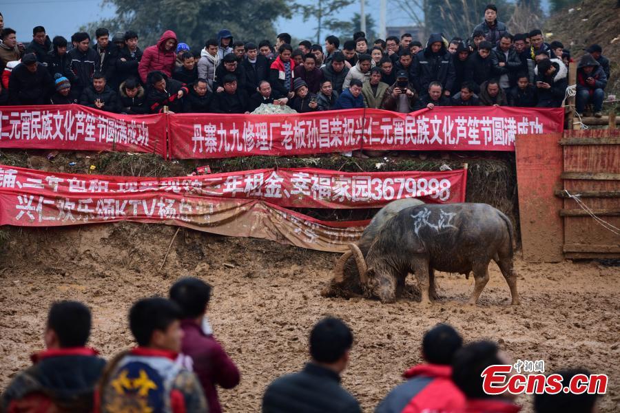 Pelea de búfalos atrae a los visitantes a una aldea de Guizhou 