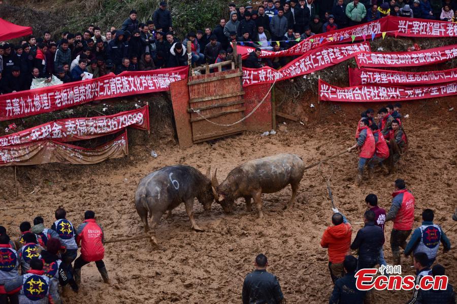 Pelea de búfalos atrae a los visitantes a una aldea de Guizhou 