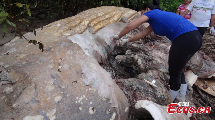 Encuentran una ballena jorobada varada en Brasil