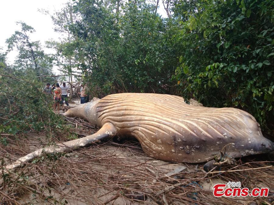 Encuentran una ballena jorobada varada en Brasil