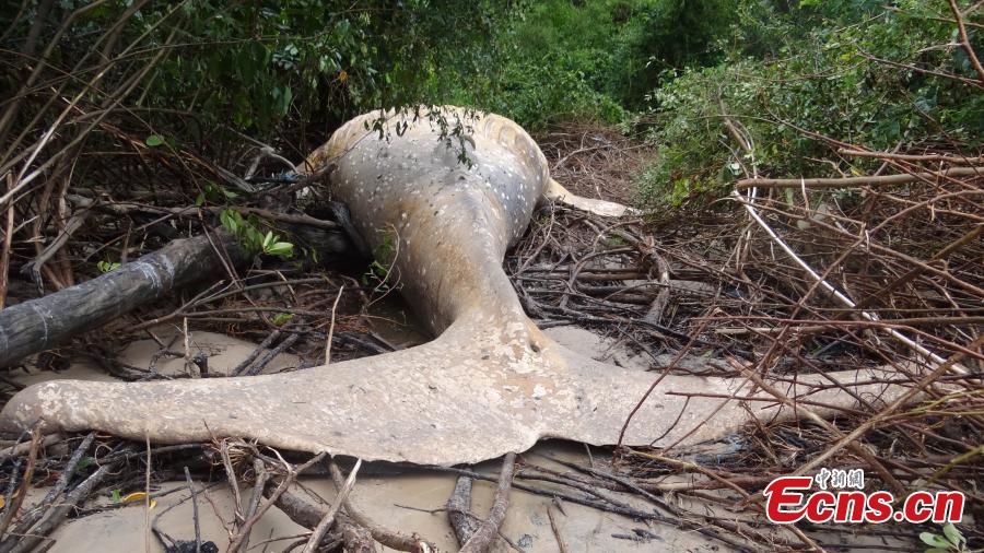 Encuentran una ballena jorobada varada en Brasil