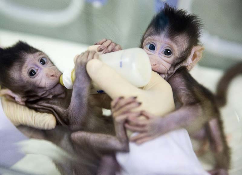 Los monos clonados "Zhongzhong" y "Huahua" en la incubadora para primates no humanos el Instituto de Neurociencias de la Academia China de Ciencias de Shanghai. (Foto del 22 de enero de 2018). Por Jin Liwang, Agencia de Noticias Xinhua