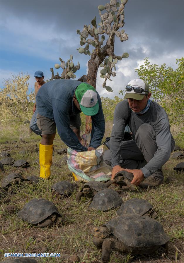 Liberan a 155 tortugas gigantes juveniles en Islas Galápagos de Ecuador