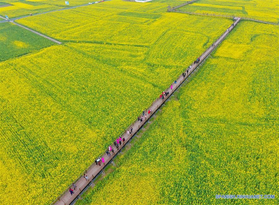 Campo de flores de col en Sichuan