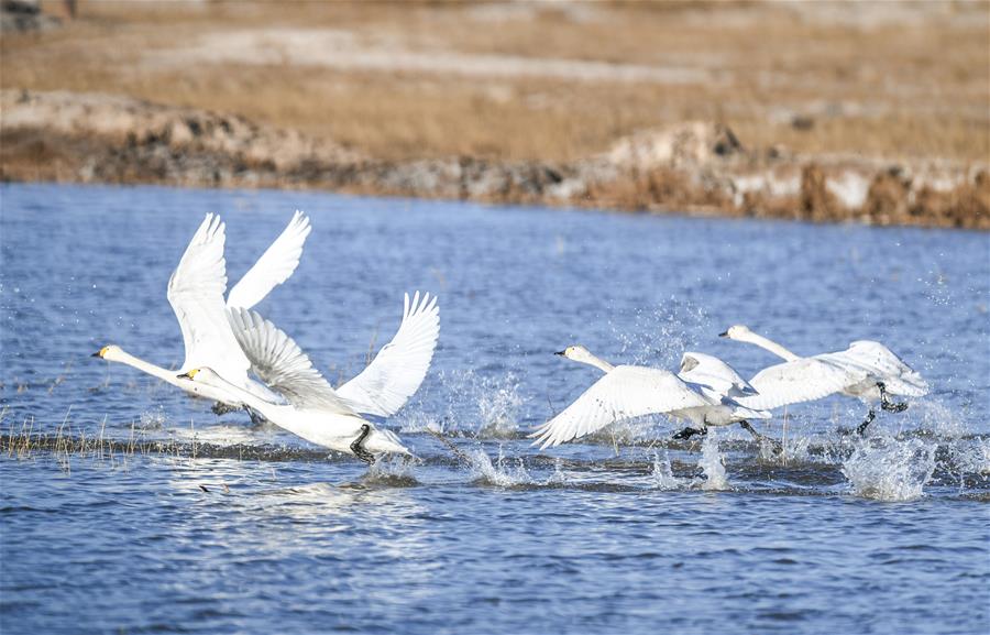 Cisnes en humedal del río Amarillo en Mongolia Interior