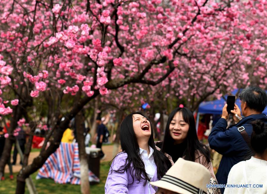 Flores de cerezo en Kunming, Yunnan