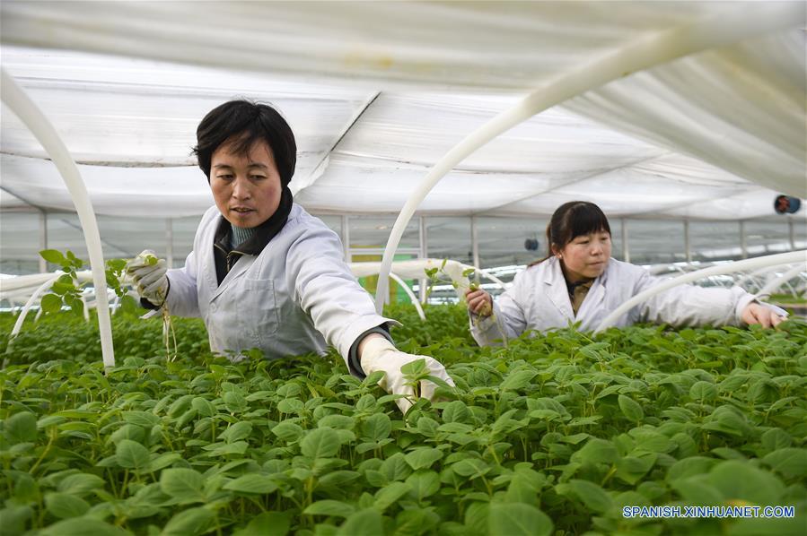 Trabajos de mejoramiento de papas llevados a cabo en Ningxia