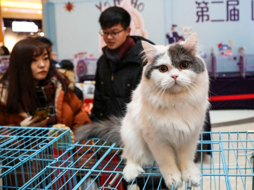 Los visitantes observan un gato durante una feria de mascotas en Shenyang, capital de la provincia de Liaoning. [Foto por Shen Chunchen / China Daily]