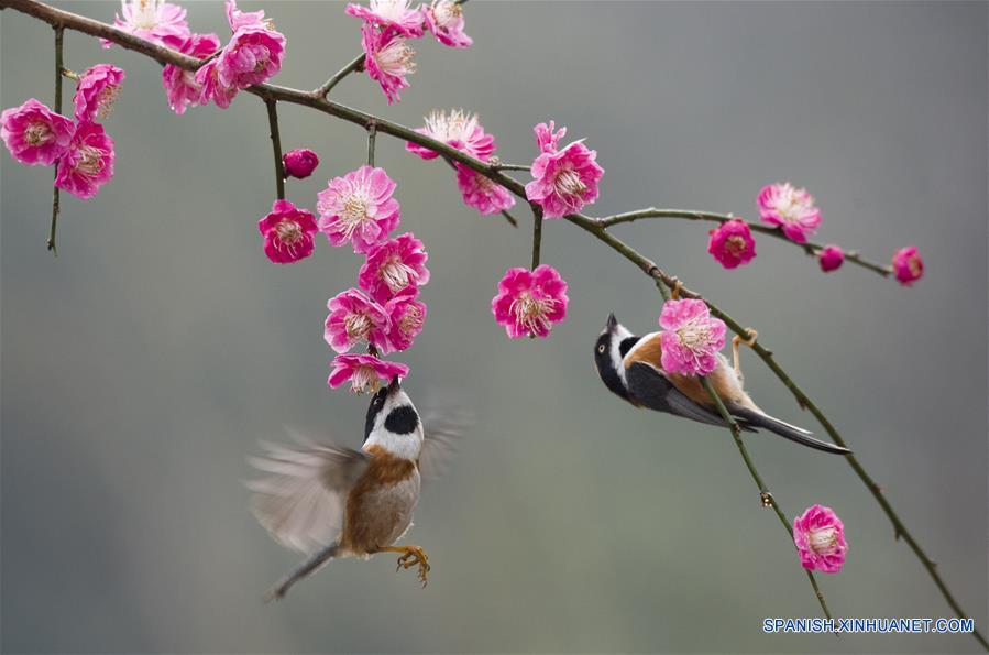 Pájaros y flores de ciruelos