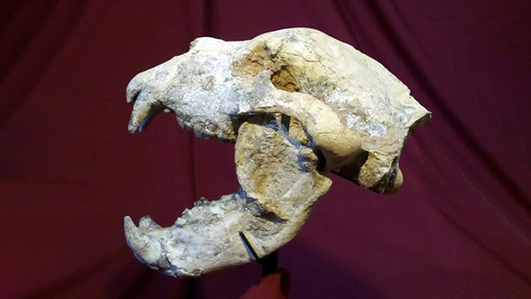Descubren en Argentina los restos de un oso gigante de 700.000 años