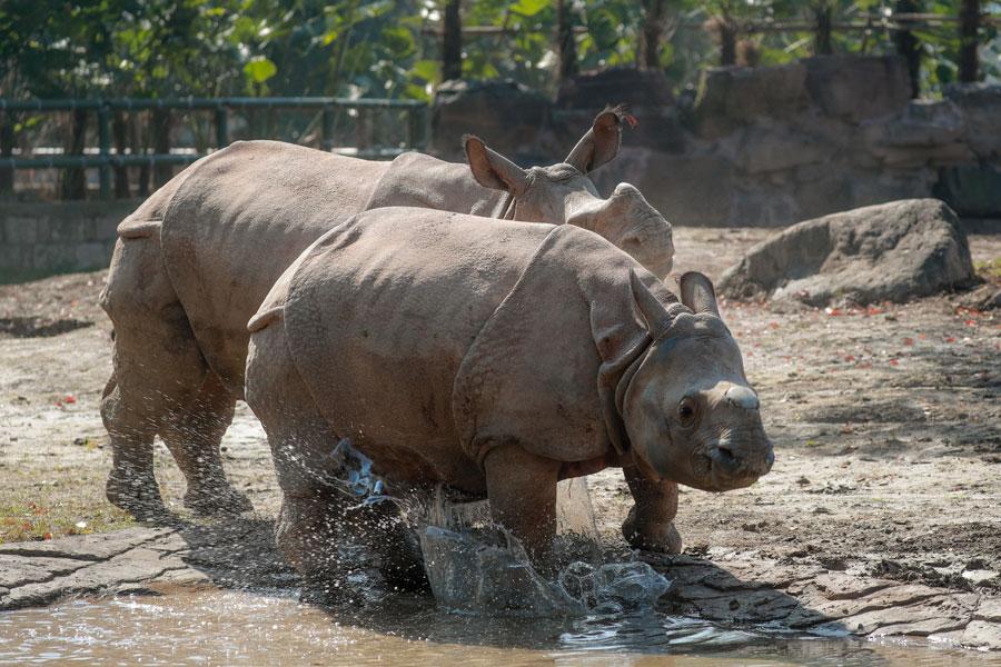 Raros rinocerontes asiáticos hacen su debut público en el Parque de la Fauna Salvaje de Shanghai