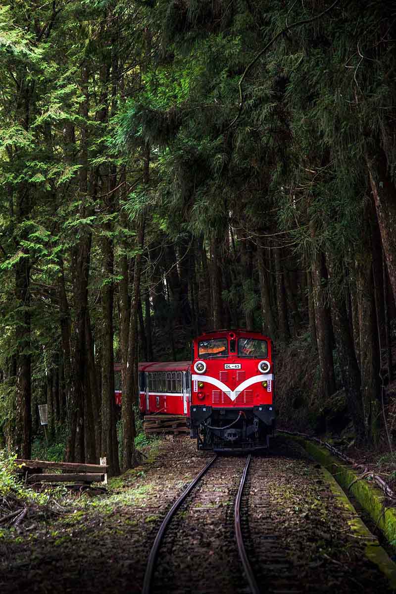 Un tren atraviesa un bosque en la montaña Ali en Taiwán en septiembre de 2015. [Foto de Wang Tiancheng / chinadaily.com.cn]