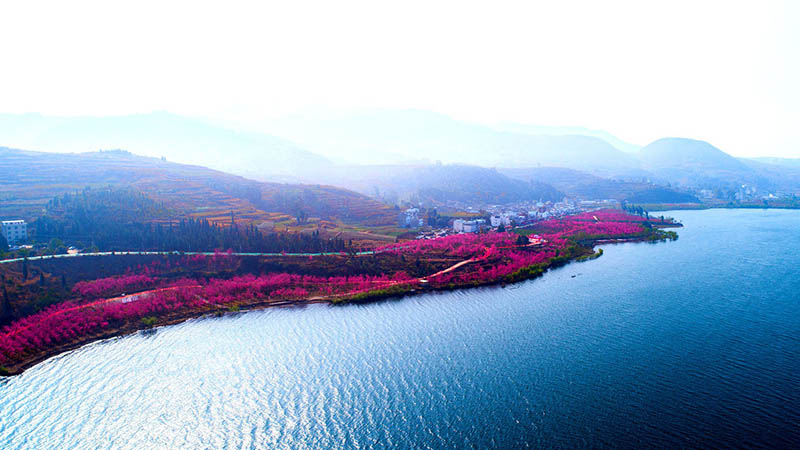 Cerezos en plena floración embellecen el Parque del Lago Fuxian, en Chengjiang, provincia de Yunnan, marzo del 2019. [Foto: proporcionada a chinadaily.com.cn]
