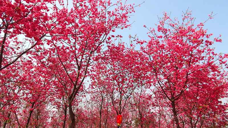 Cerezos en plena floración embellecen el Parque del Lago Fuxian, en Chengjiang, provincia de Yunnan, marzo del 2019. [Foto: proporcionada a chinadaily.com.cn]