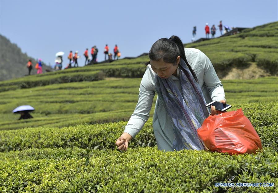El té de primavera ha entrado en temporada de cosecha