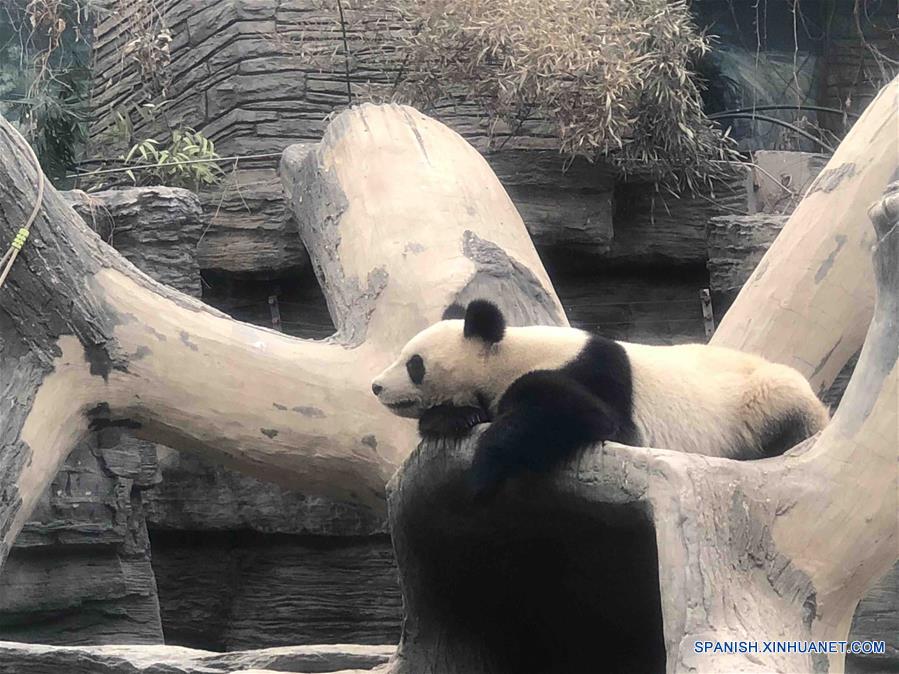 Panda en Zoológico Beijing