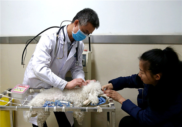 Pang Haidong, veterinario del departamento de medicina veterinaria tradicional china del Hospital de Enseñanza Veterinaria de la Universidad Agrícola de China en Beijing, aplica acupuntura a Anbei, un Bichón Frise de 2 años. Enero, 2019. [Foto: Zou Hong/ China Daily]