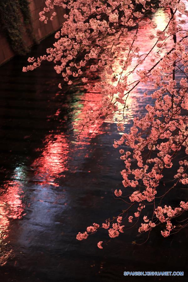 Cerezos en flor en Tokio, Japón