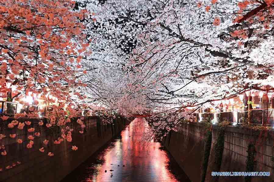 Cerezos en flor en Tokio, Japón