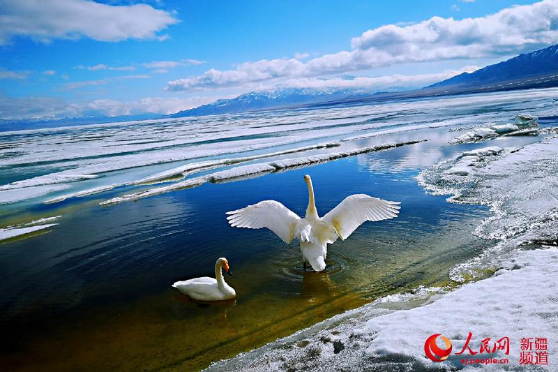 Lago Sayram: primaveral cuento de hadas en Xinjiang