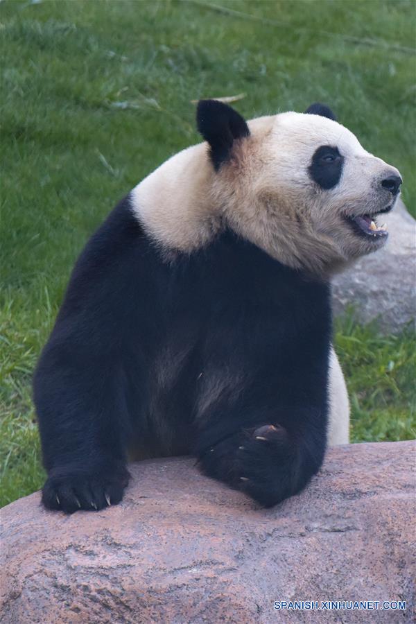 Se inaugura Casa del Panda en Copenhague
