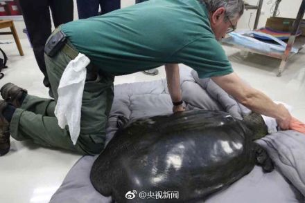 Última hembra de la tortuga gigante de caparazón suave del Yangtze, China. [Foto/Weibo]
