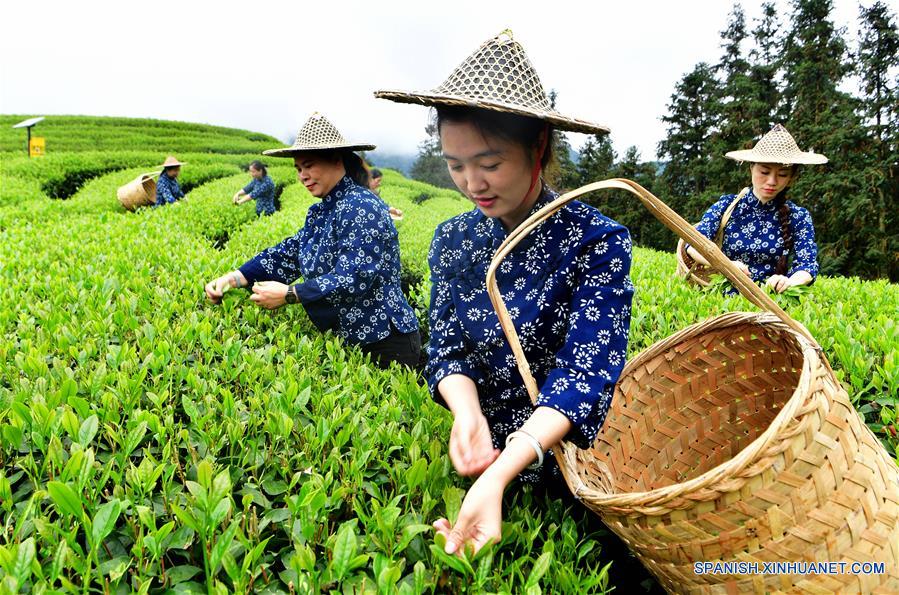 Recolectan hojas de té en Fujian