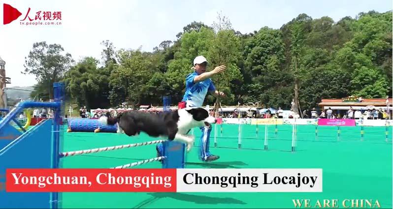Los Juegos Olímpicos de Animales 2019 en Chongqing