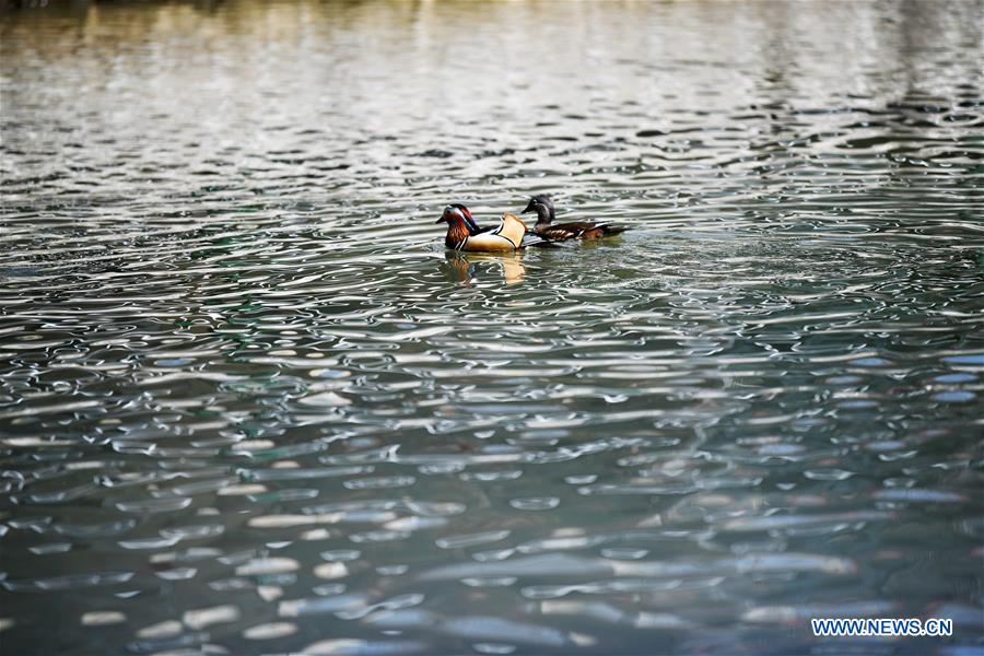 Patos mandarines nadan en el Parque Zhaolin de Harbin